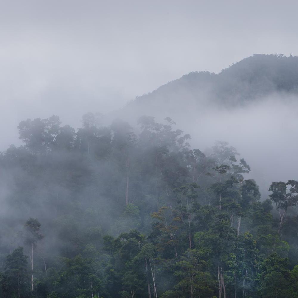 Borneo yağmur ormanlarındaki sis.